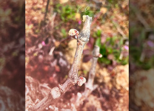 Bodega Luis Medina Bodega Luis Medina