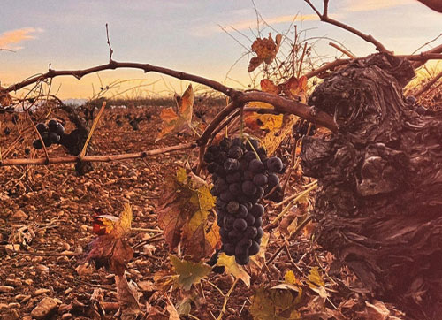 Bodega Luis Medina Bodega Luis Medina