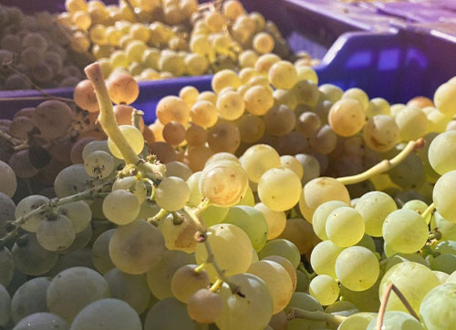 Bodega Luis Medina Bodega Luis Medina